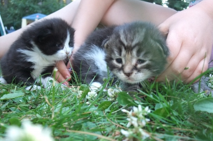 chatons
