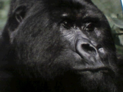 Les singes! - photo 2