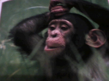 Les singes! - photo 3