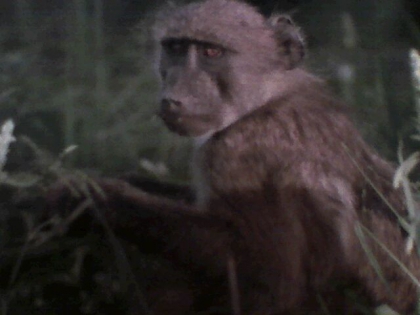 Les singes! ( suite ) - photo 2