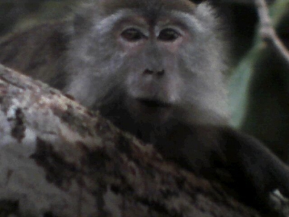 Les singes! ( suite ) - photo 3