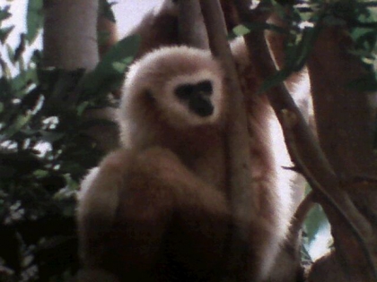 Les singes! ( suite )