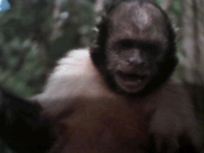 Les singes! ( 2eme suite ) - photo 3