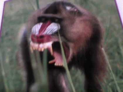 Les singes! ( 2eme suite )