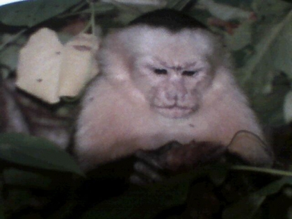 Les singes! ( 3eme suite ) - photo 2