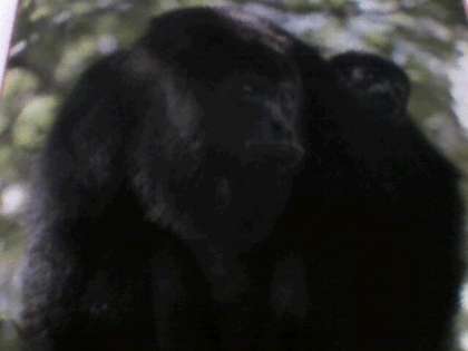 Les singes! ( 3eme suite ) - photo 3