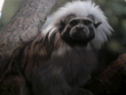 Les singes! ( 4eme suite ) - photo 2