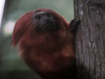 Les singes! ( 4eme suite ) - photo 3