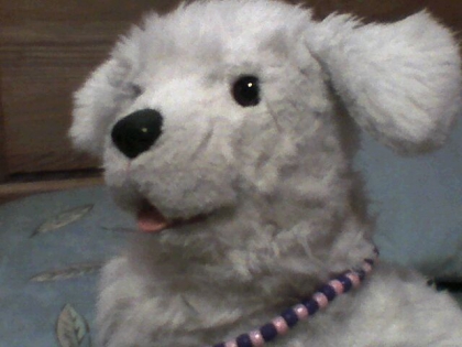 Quel est mon plus beau toutou a votre avis?