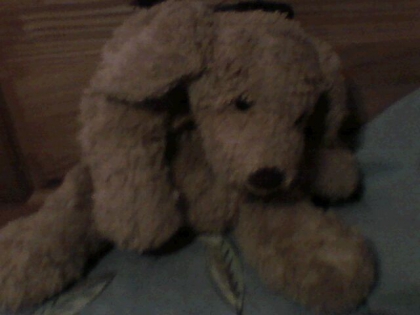 Quel est mon plus beau toutou a votre avis? ( suite 2 ) - photo 3