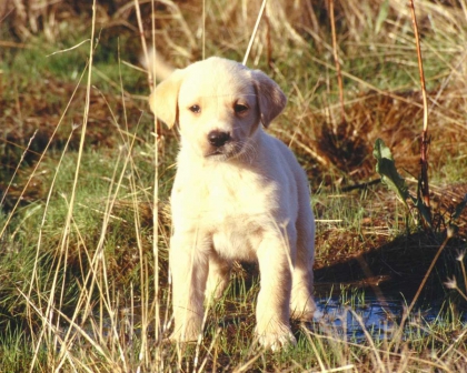 image d'annimeaux :) - photo 2