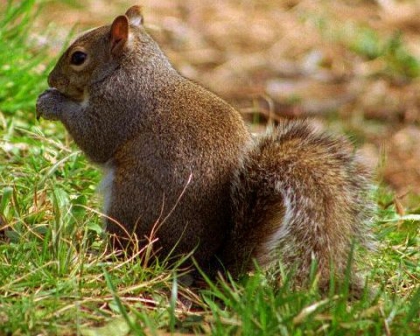 image d'annimeaux :) - photo 3