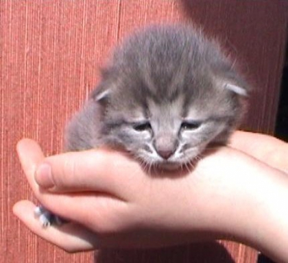 image d'annimeaux :)