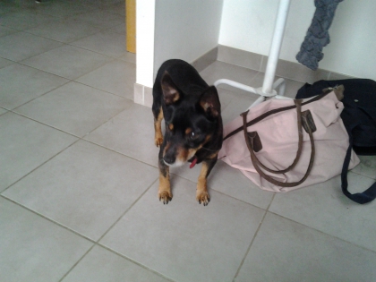 mes chien  - photo 2