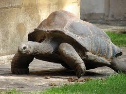                                               les semaines de cours