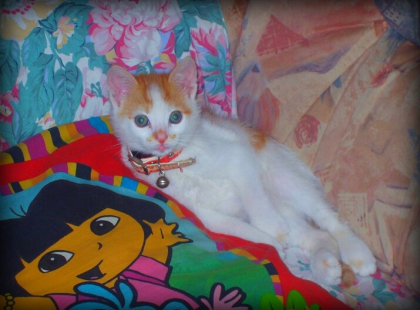 mon chat, moi et son amoureuse - photo 2