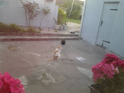 mon chat, moi et son amoureuse