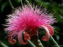 Les Fleur ! - photo 2