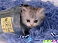 mignon au pas - photo 2