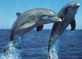 ma passion le dauphin