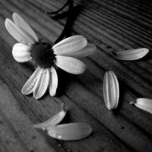 Sent!ment s!nc�re ..