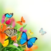les papillons - photo 3