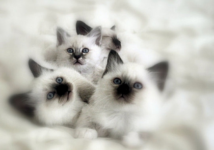 bienvenu mes amies sur mon blog  - photo 3