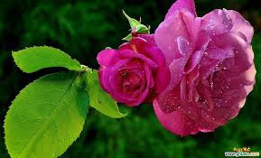 ma soeur la bellle  - photo 3