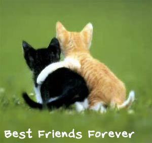 L' amiti� c' est sacr�