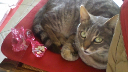 Concours des photos de votre chats 