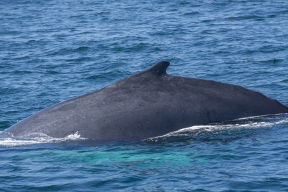 les 2 baleines magnifiques que je l'ai vu !!! ♥♥ - photo 2
