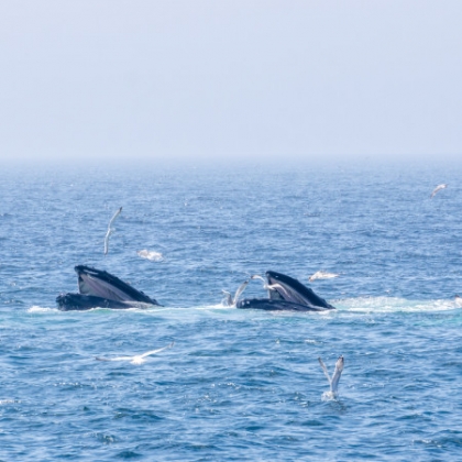 les 2 baleines magnifiques que je l'ai vu !!! ♥♥ - photo 3