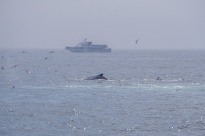 les 2 baleines magnifiques que je l'ai vu !!! ♥♥