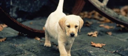 bb labrador trop chou - photo 2