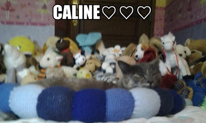 les chat sest mignon