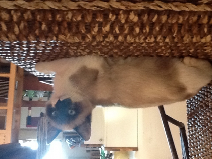 Histoire de mon chat + bonne ann�e