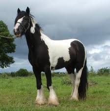 le cheval  - photo 3