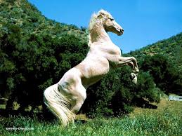 le cheval 