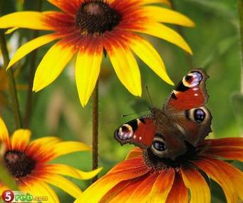 les papillons  - photo 3