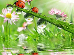 se sont mes jardin  - photo 3