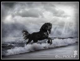 Des frisons... une passion  - photo 2