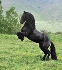 Des frisons... une passion  - photo 3