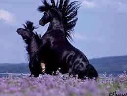 Des frisons... une passion 