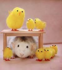 les rongeurs  - photo 2