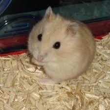 les rongeurs  - photo 3