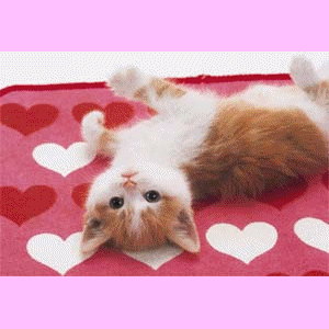 Chien ou Chat  - photo 2