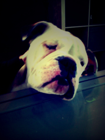 mon chien , mon frere mon frere et mon cousin