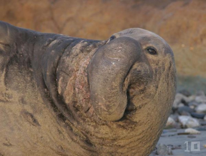 Les animaux etaunant  - photo 2
