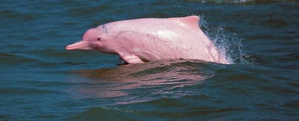 Les animaux etaunant 