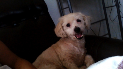 photo de moi ou de mes animaux - photo 2